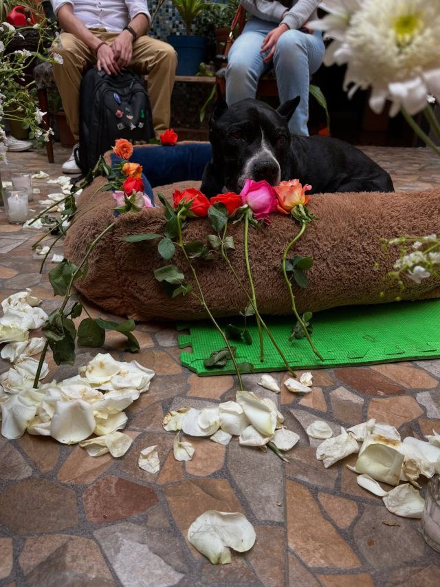 @chato_bebe_ramirez 🪽vuela alto, alcanza a Lunita y retocen en esos campos llenos de flores y cielos puros infinitos, fue un honor conocerte, quererte y disfrutar momentos a tu lado.
🐶🐾🌈
Gracias por dejarnos homenajearte en este plano y despedirte como te lo mereces. Aquí el corazón de tu familia y el nuestro se nos apachurra pero sabemos que tú desde adentro lo volverás a llenar. ¡Hasta pronto Chato precioso!
🥹
.
.
#homenajeamiperro #homenajefamilianohumana #familianohumana #chatoesamor #perrosamados