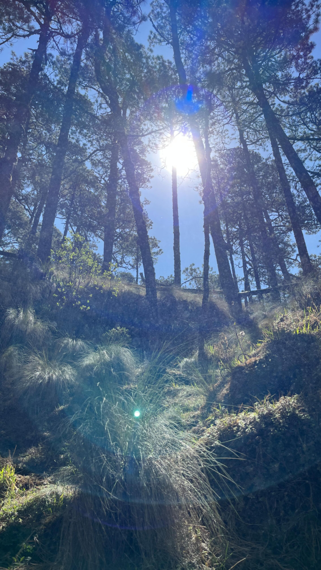 🤎🥾🌿Así vivimos perritos y humanos el #senderismo a la #cascada
•
•