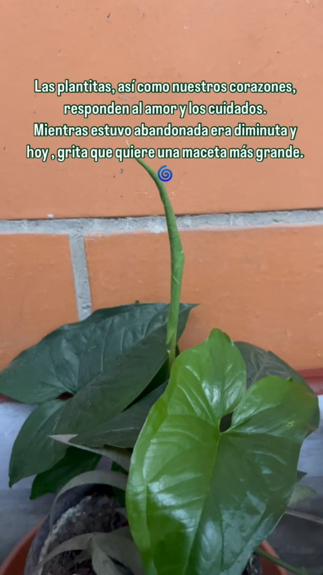 🌿 Tu ser en general va a empezar a desenvolverse a su máximo potencial una vez que atiendas realmente tu corazón, la raíz de lo que te aqueja. 
🌀
Solo está esperando que le des tiempo, constancia y mucho amor.
💚
#amor #plantas #desarrollopersonal